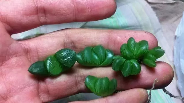 綠母實驗深度探討與觀點闡述，最新進(jìn)展與闡述