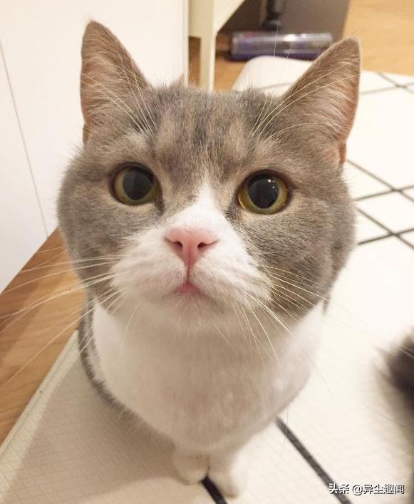 轉(zhuǎn)小喵下載最新觀點闡述