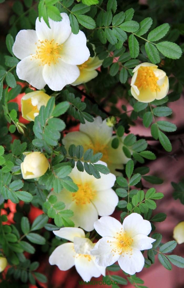 精致的句子最新,精致的句子最新，如何撰寫優(yōu)美句子指南