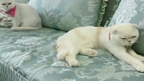 劉二豆最新視頻,劉二豆最新視頻，探索小巷中的隱藏特色小店