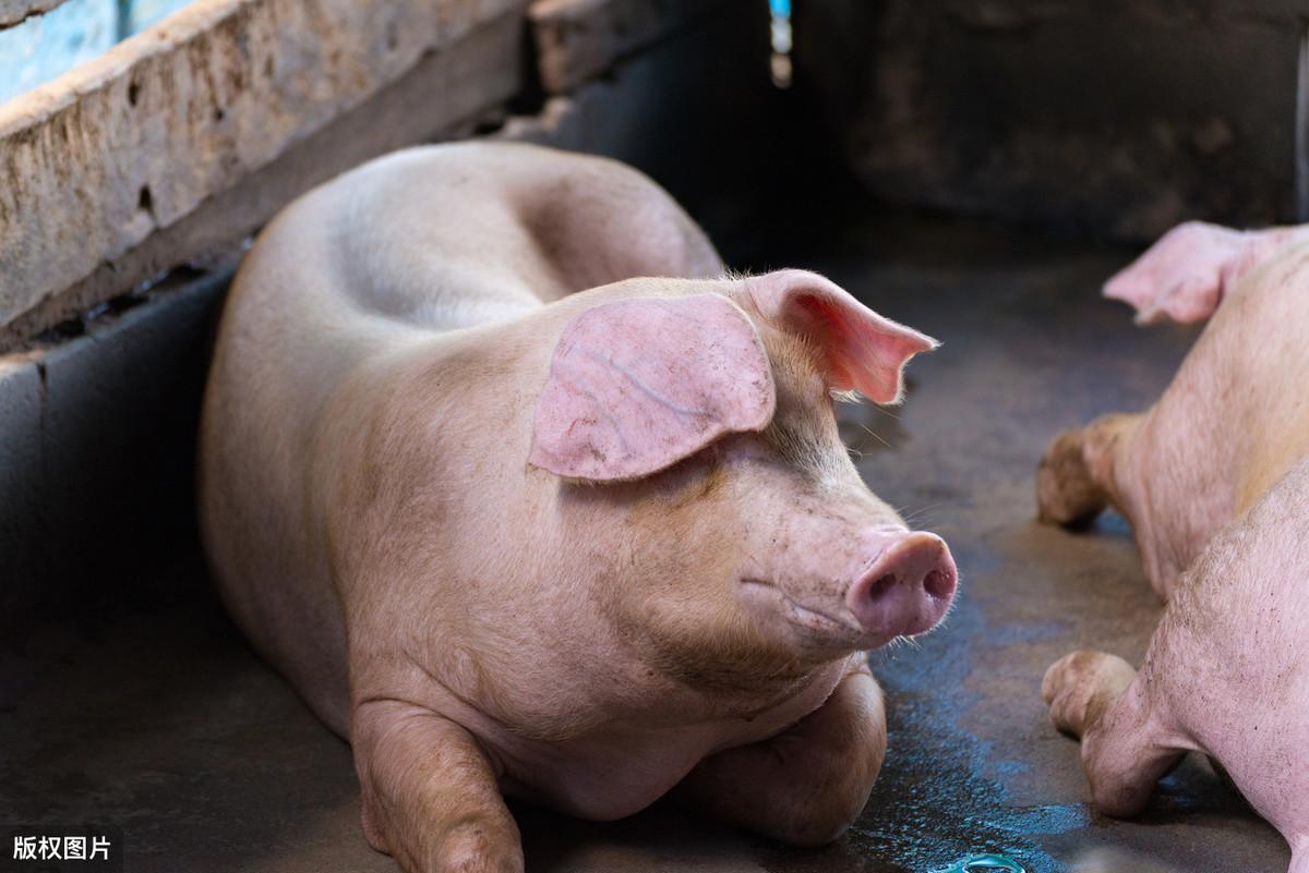 全國豬價行情,全國豬價行情與奇妙的友情之旅