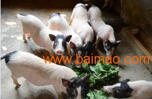 香豬市場價(jià)格深度解析與論述