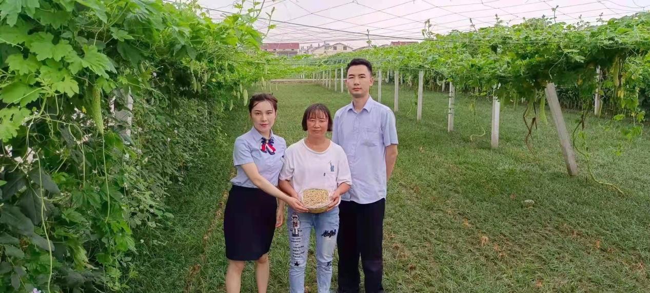 三臺麥冬最新價格行情揭秘，小巷深處的藥香寶藏