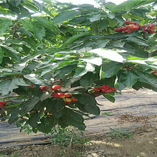 白玉櫻桃價(jià)格動(dòng)態(tài)，一顆櫻桃背后的勵(lì)志故事與價(jià)格變遷