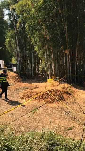 森林的比賽,森林的比賽