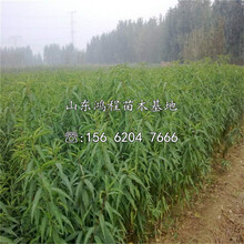 小巷綠意寶藏，種植價(jià)格揭秘與探秘之旅