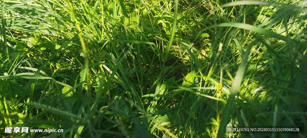 草最新地址，綠意盎然的溫馨日常記錄