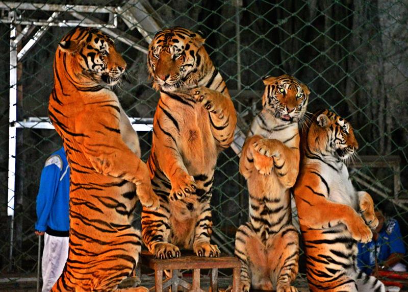 科技重塑生活，探索四虎最新入口的高科技魅力