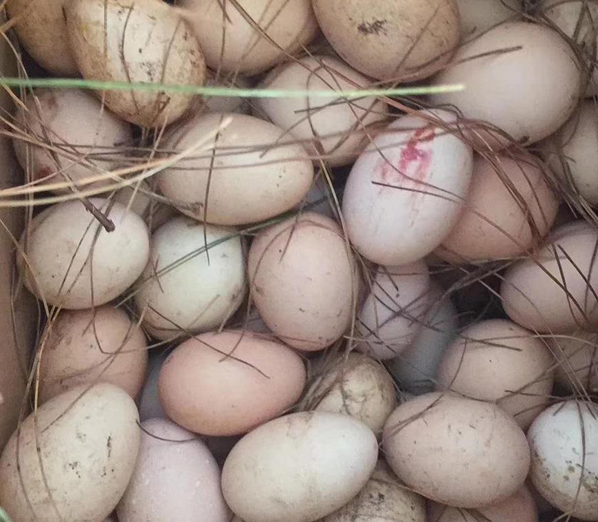 云南雞蛋行情，勵(lì)志故事從雞蛋中窺見的一隅天地