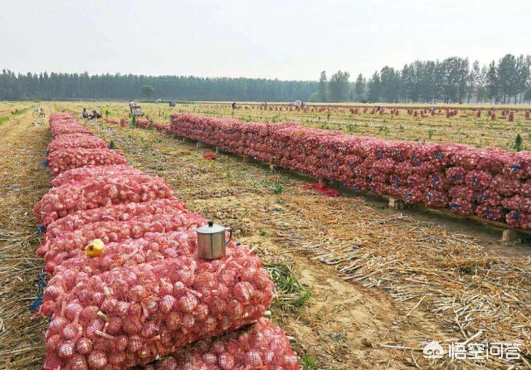 科技助力杞縣蘇木大蒜產(chǎn)業(yè),蒜香四溢的未來(lái)展望