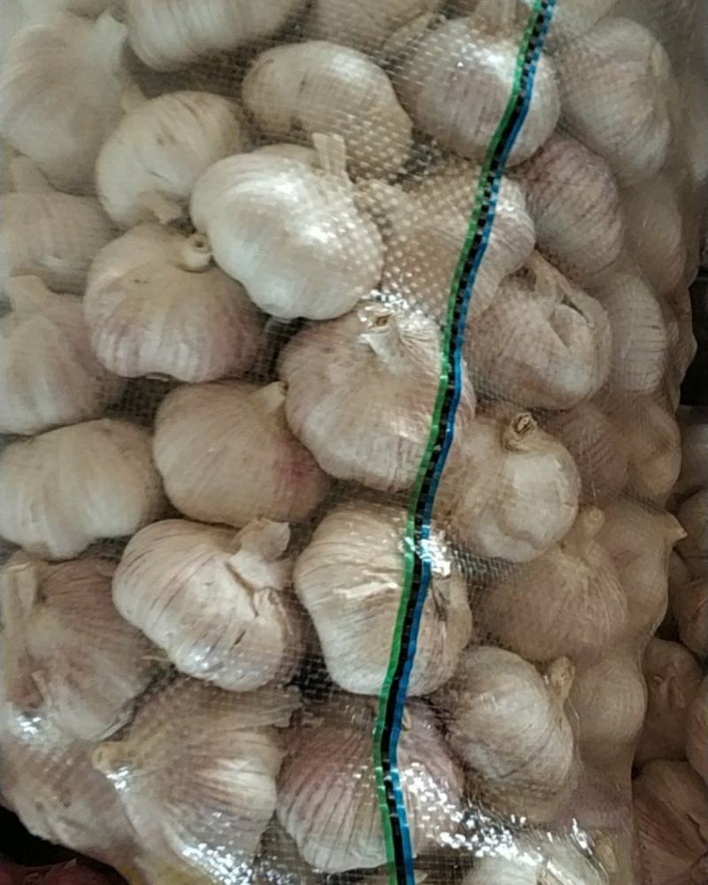 科技助力杞縣蘇木大蒜產(chǎn)業(yè),蒜香四溢的未來(lái)展望