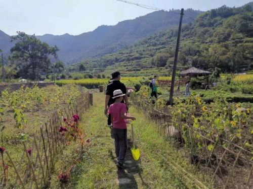 鄉(xiāng)村邂逅最新更新，田園奇遇的意外篇章