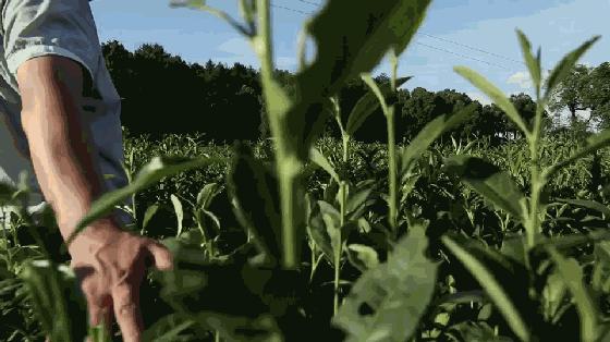 龍井茶價格表，科技與傳統(tǒng)美味的和諧統(tǒng)一