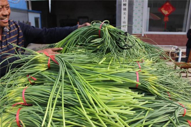 蒜苗上市時間與學習變化的盛宴開啟