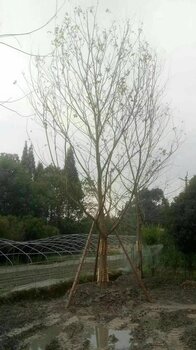 探秘小巷深處的寶藏，揭秘價(jià)值連城的30公分樸樹(shù)價(jià)格之謎