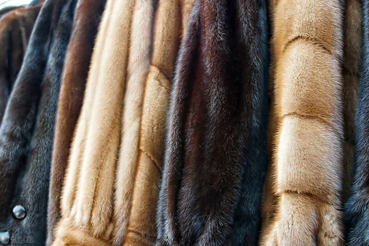 時(shí)尚與勵(lì)志的交融盛宴，預(yù)測(cè)2025年貂皮價(jià)格行情