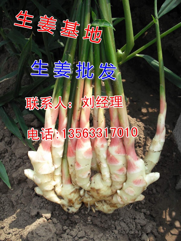 安丘今日大姜價(jià)格行情更新