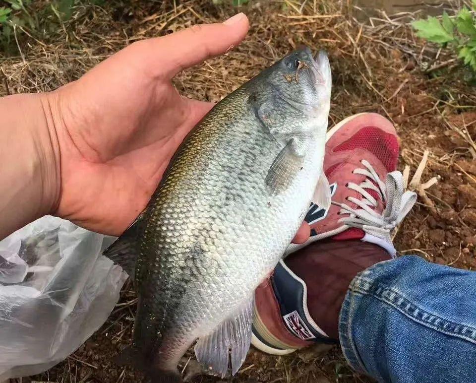 現(xiàn)代釣魚(yú)技巧深度解析