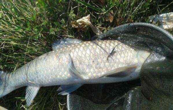 現(xiàn)代釣魚(yú)技巧深度解析