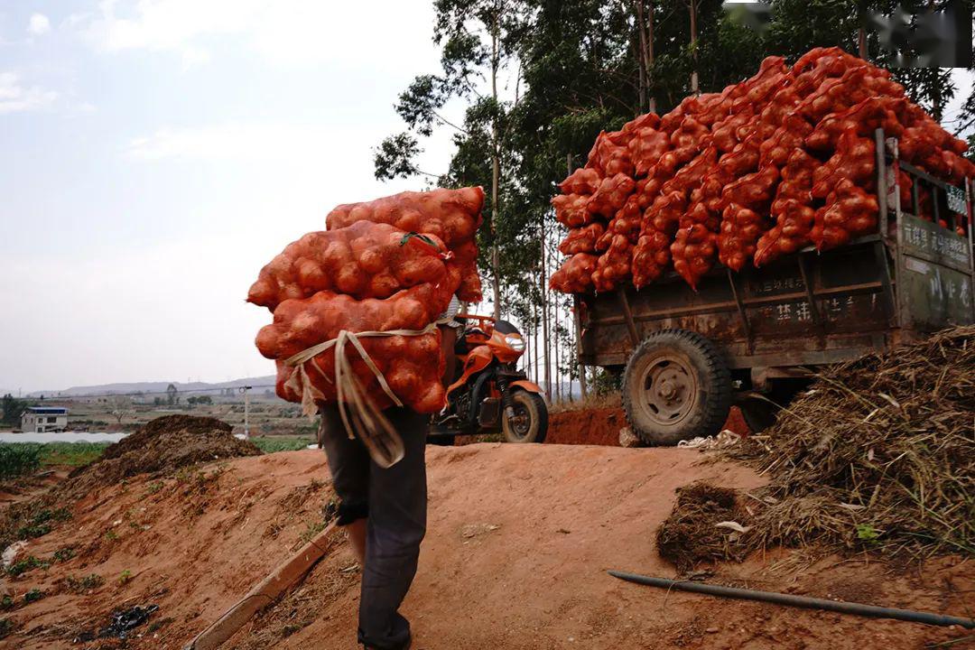 云南洋蔥最新市場價格動態(tài)，探尋機遇與自我超越的旅程