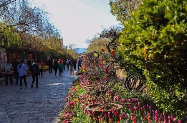 云南甘藍(lán)市場價格及指南