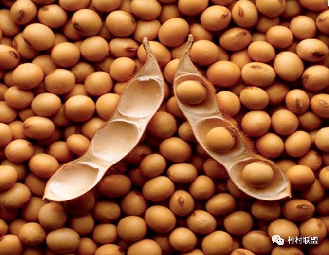 黑龍江大豆最新價(jià)格行情及深度分析