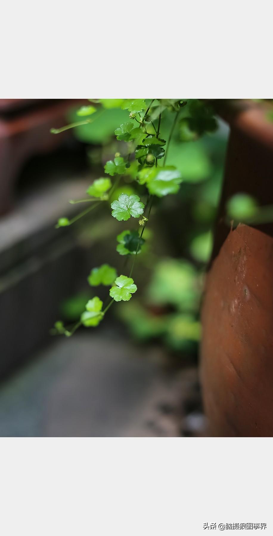 佳能6D上市時刻探尋，時光回溯揭秘佳能6D的發(fā)布歷程