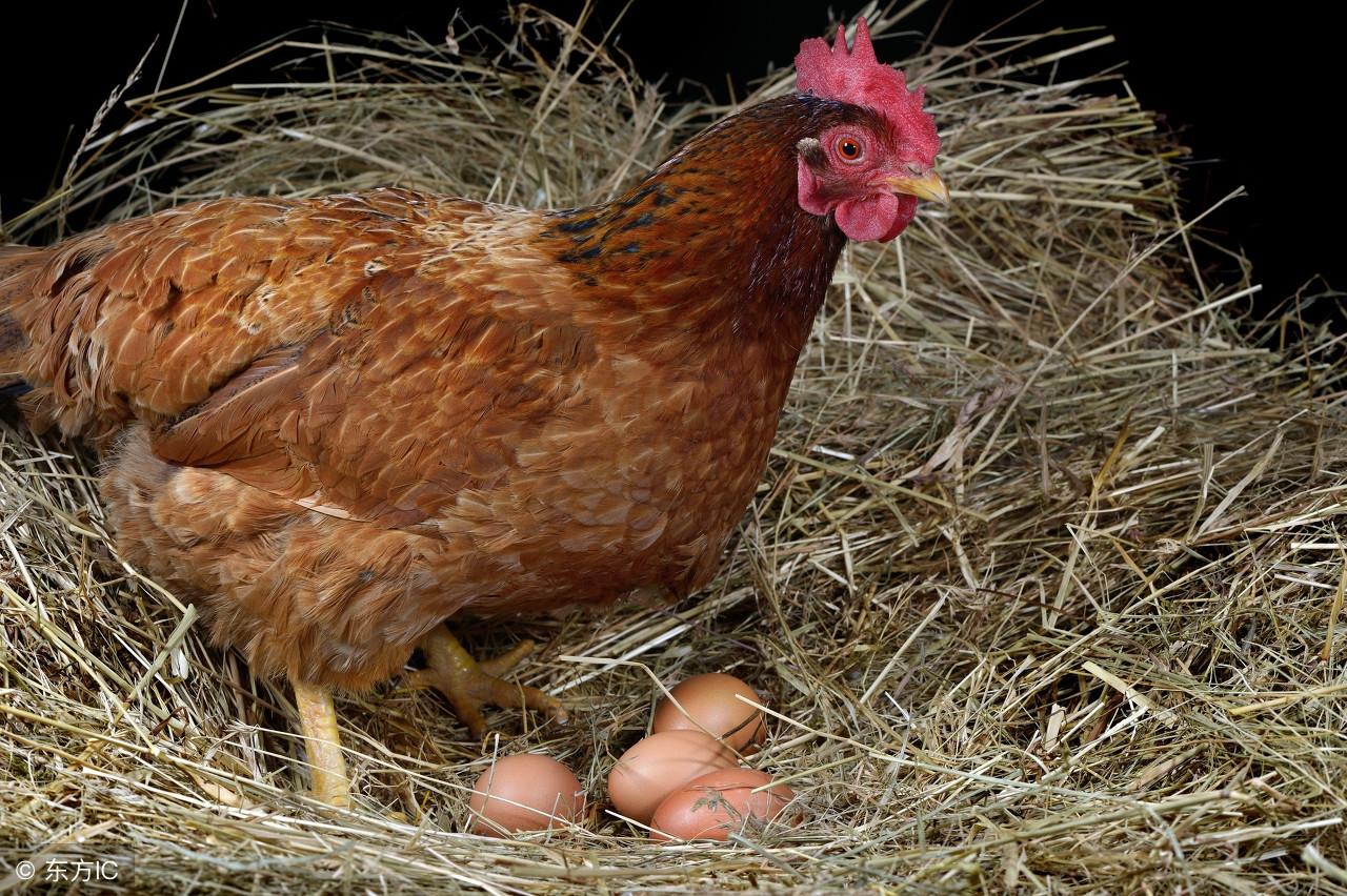 廣州今日蛋價(jià)行情,廣州今日蛋價(jià)行情探秘，小巷中的鮮蛋奇遇