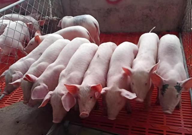 最新仔豬行情分析與概述