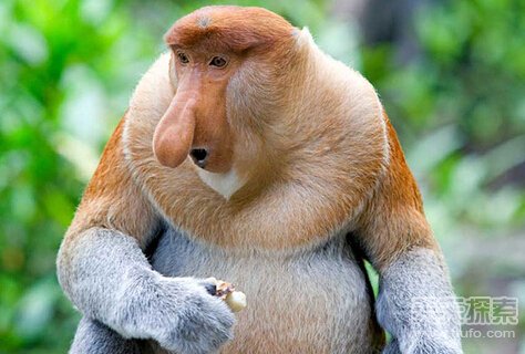 狐貍窩資訊速遞揭秘幕后故事及其深遠(yuǎn)影響