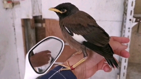 海南最新八哥小品面試，娛樂(lè)與藝術(shù)的精彩碰撞