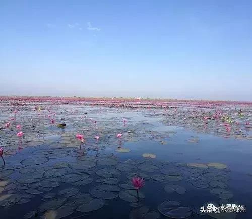 鄂州紅蓮湖最新動態(tài)，生態(tài)發(fā)展與社會影響的雙向視角探究