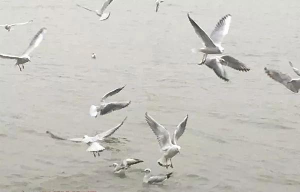 瀘州事件最新動(dòng)態(tài)，指導(dǎo)手冊(cè)獲取并分析事件消息的方法與途徑解析